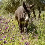 Muxima -