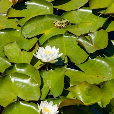 Muxima - 게스트하우스 알제주르