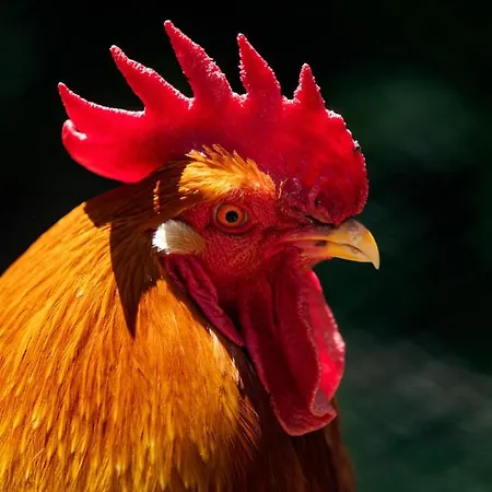 Muxima - بيت ضيافة